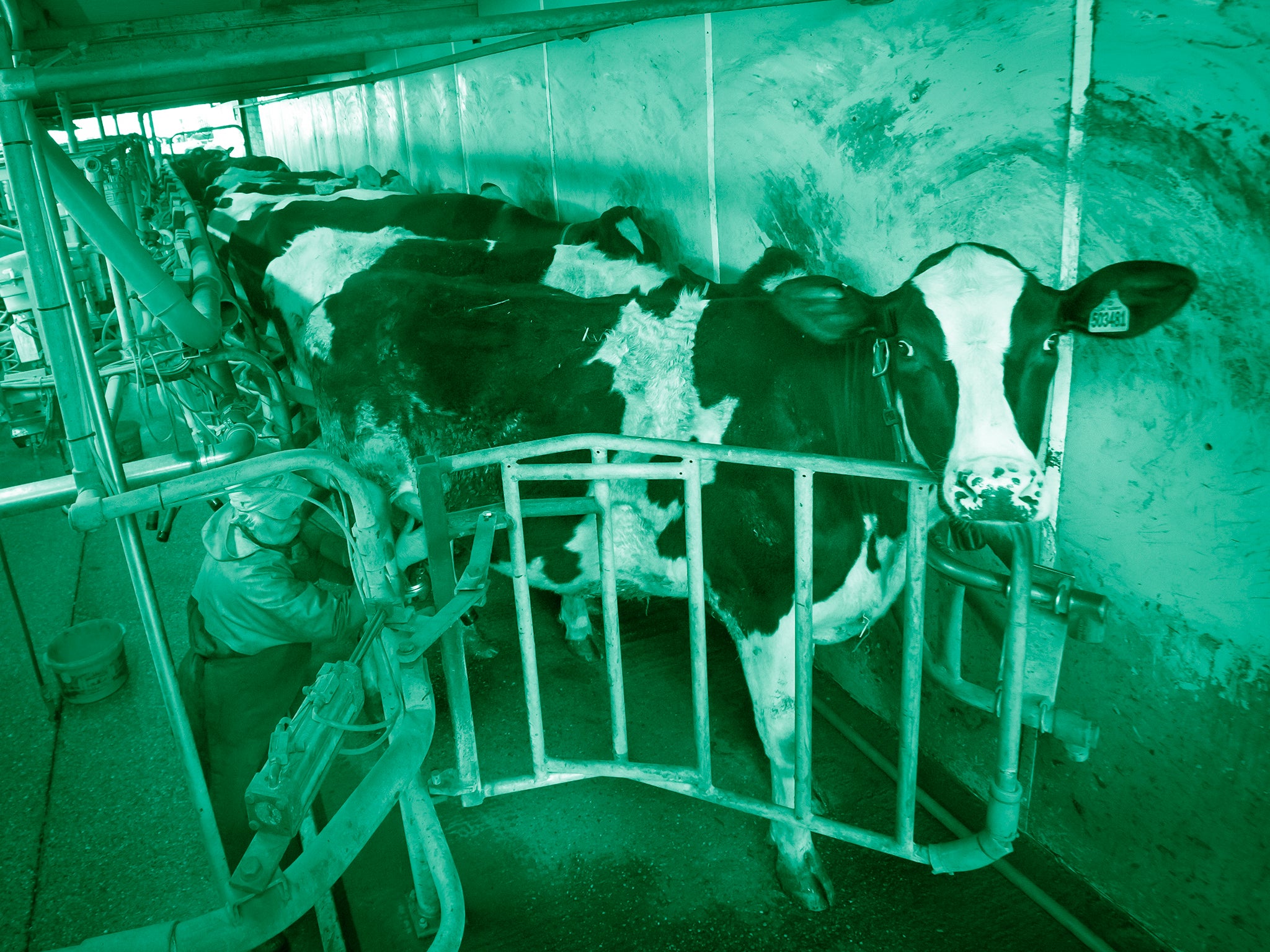 <p>Animal equality is an animal rights concept </p>